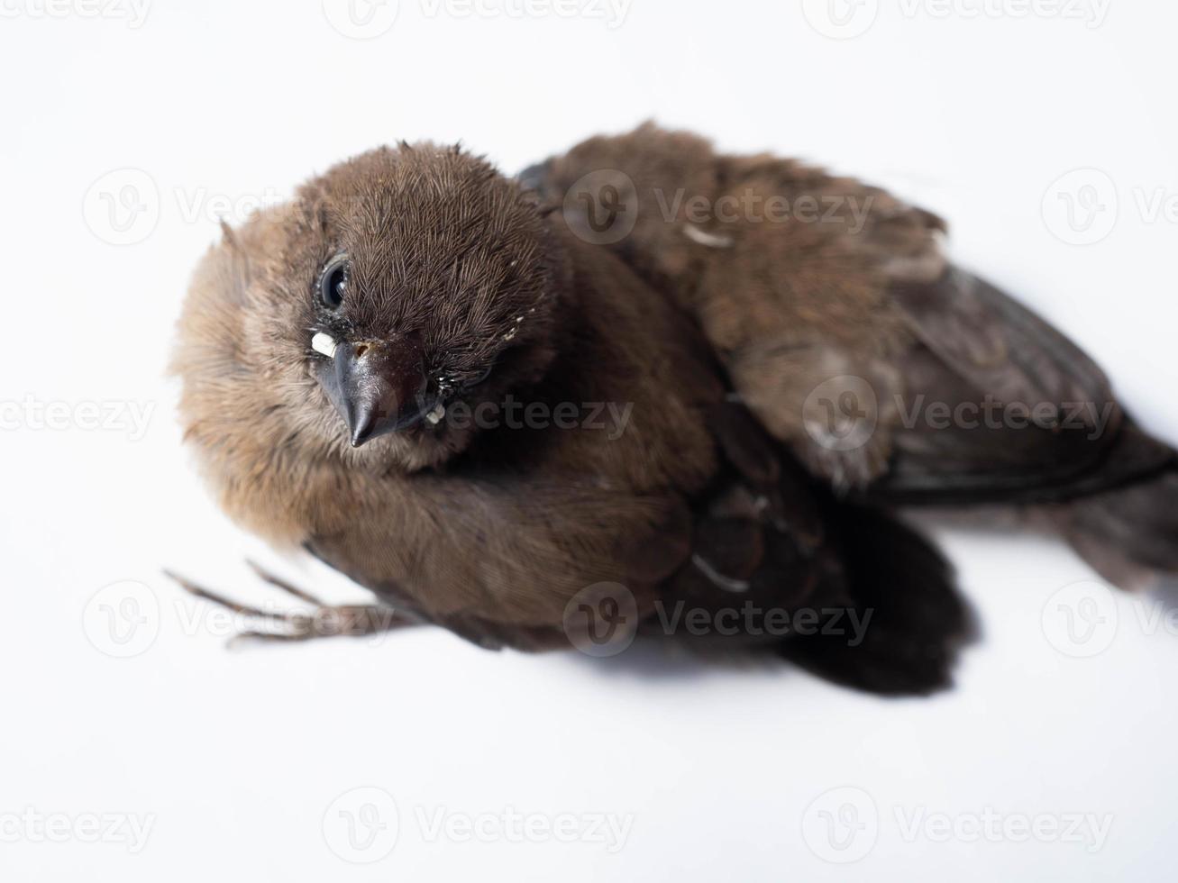 afbeelding van baby Javaan munia vogel foto