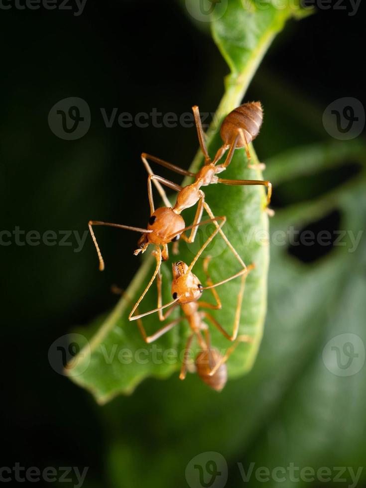 dichtbij omhoog schieten van rood mieren Aan een blad foto