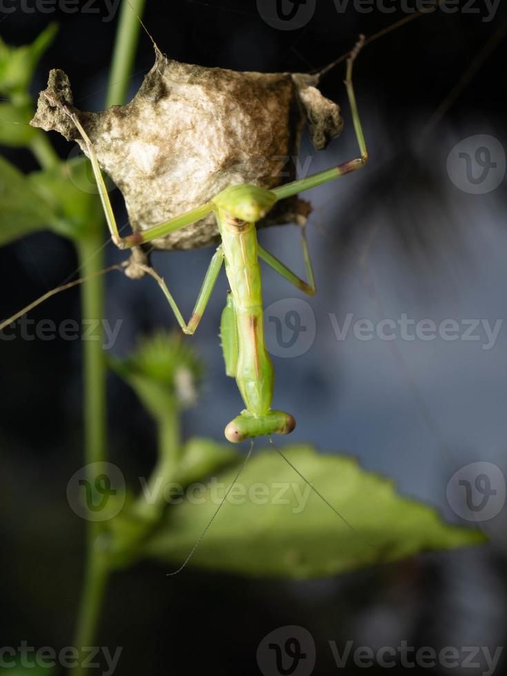 dichtbij omhoog schieten van een bidden bidsprinkhaan foto