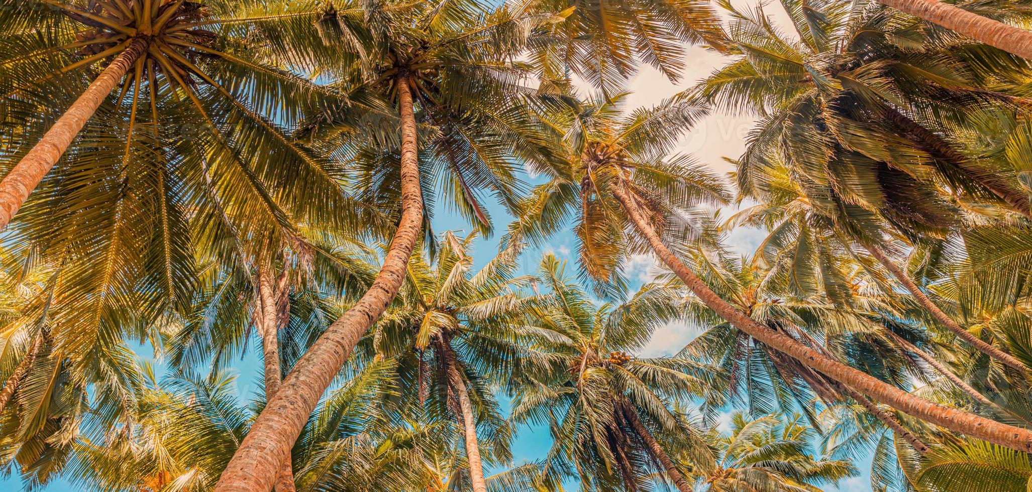 groen palm bomen tegen zonsondergang lucht. tropisch oerwoud Woud met helder blauw lucht, panoramisch natuur spandoek. idyllisch natuurlijk landschap, op zoek omhoog laag punt van visie. zomer op reis vakantie achtergrond foto