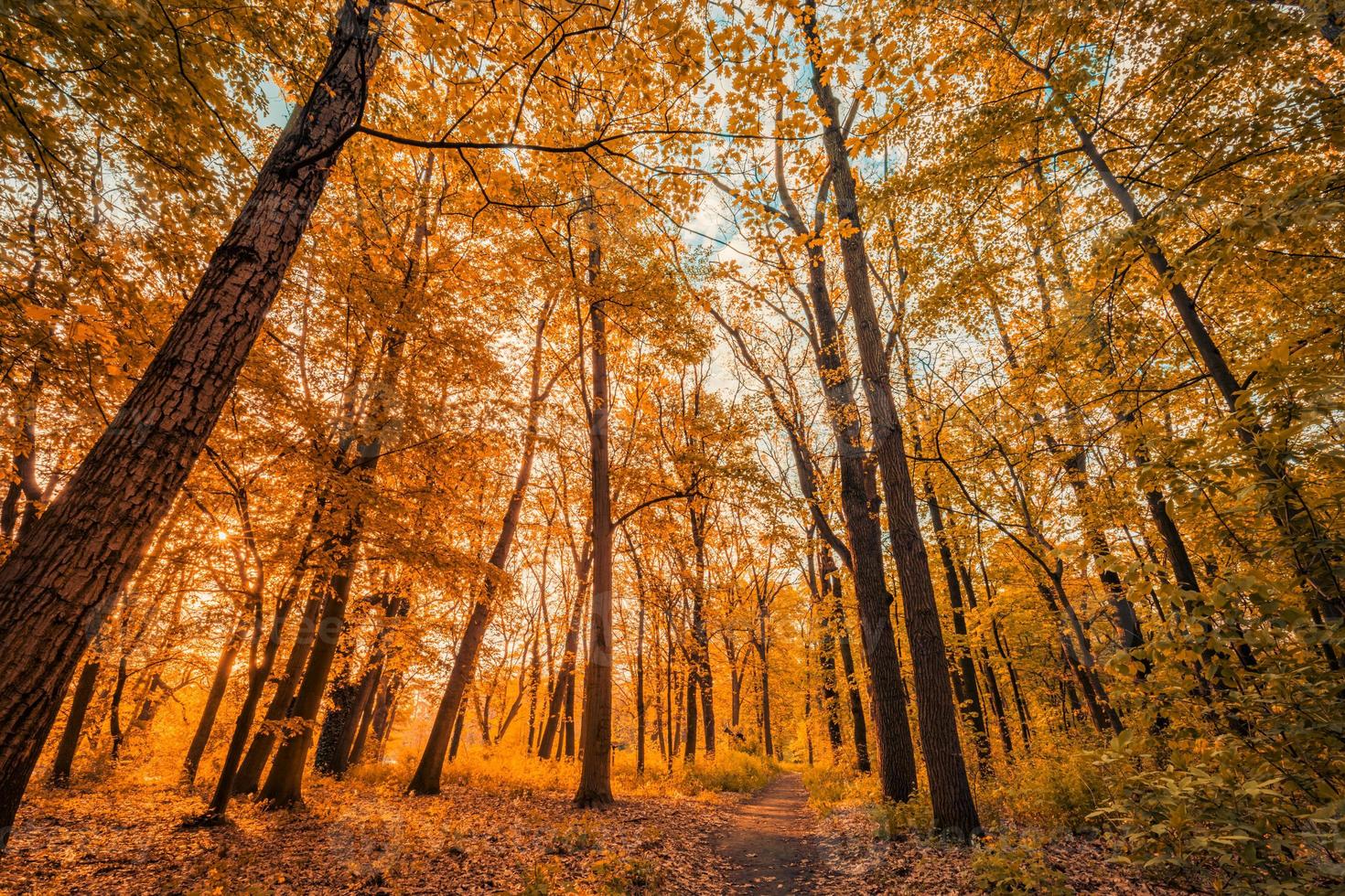 verbazingwekkend herfst landschap. panoramisch Woud natuur. levendig ochtend- in kleurrijk Woud met zon stralen oranje gouden bladeren bomen. idyllisch zonsondergang, droom fantasie toneel- pad. mooi vallen park voetpad foto