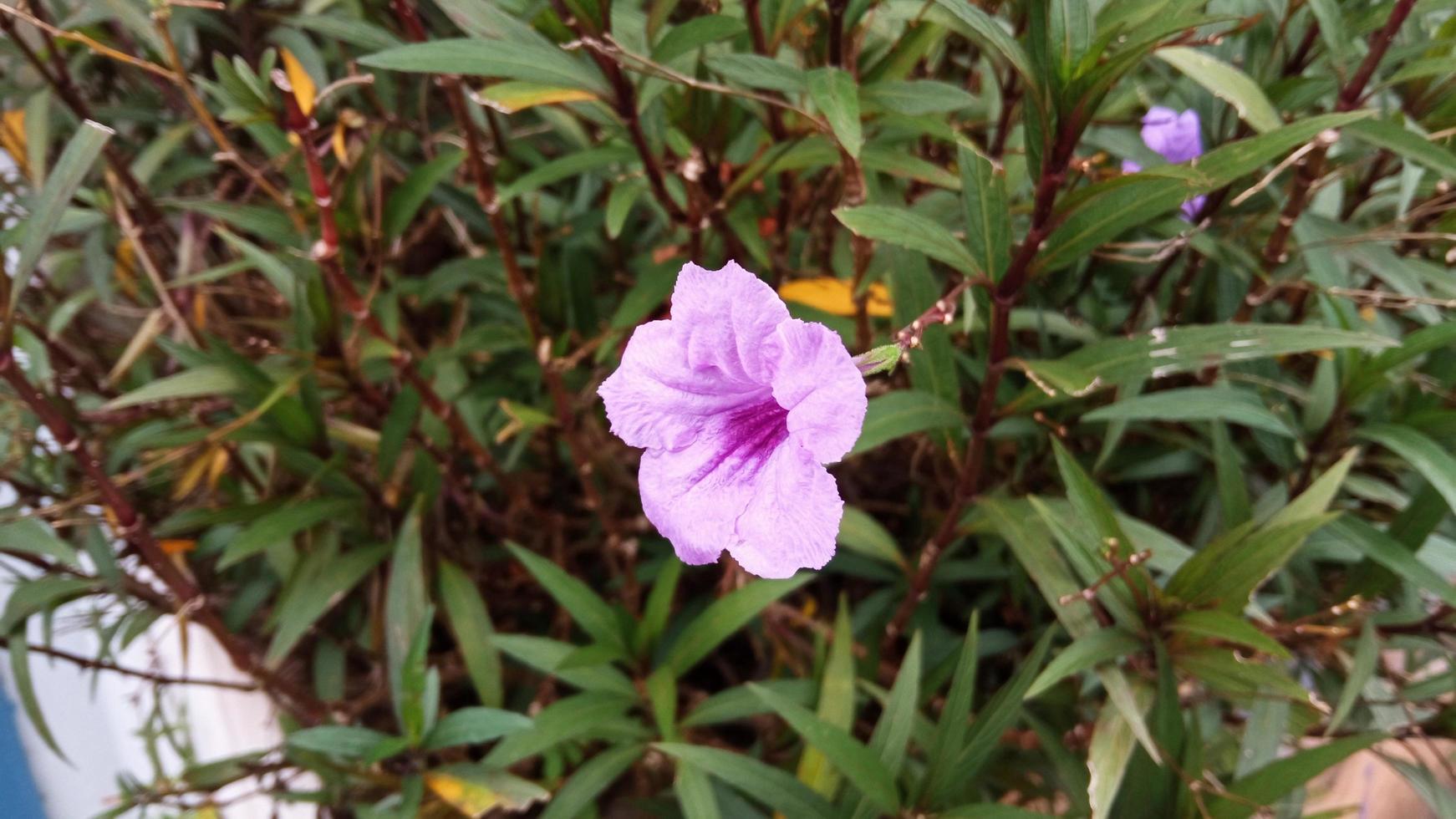 ruellia angustifolia Purper bloemen van ruellia simplex foto