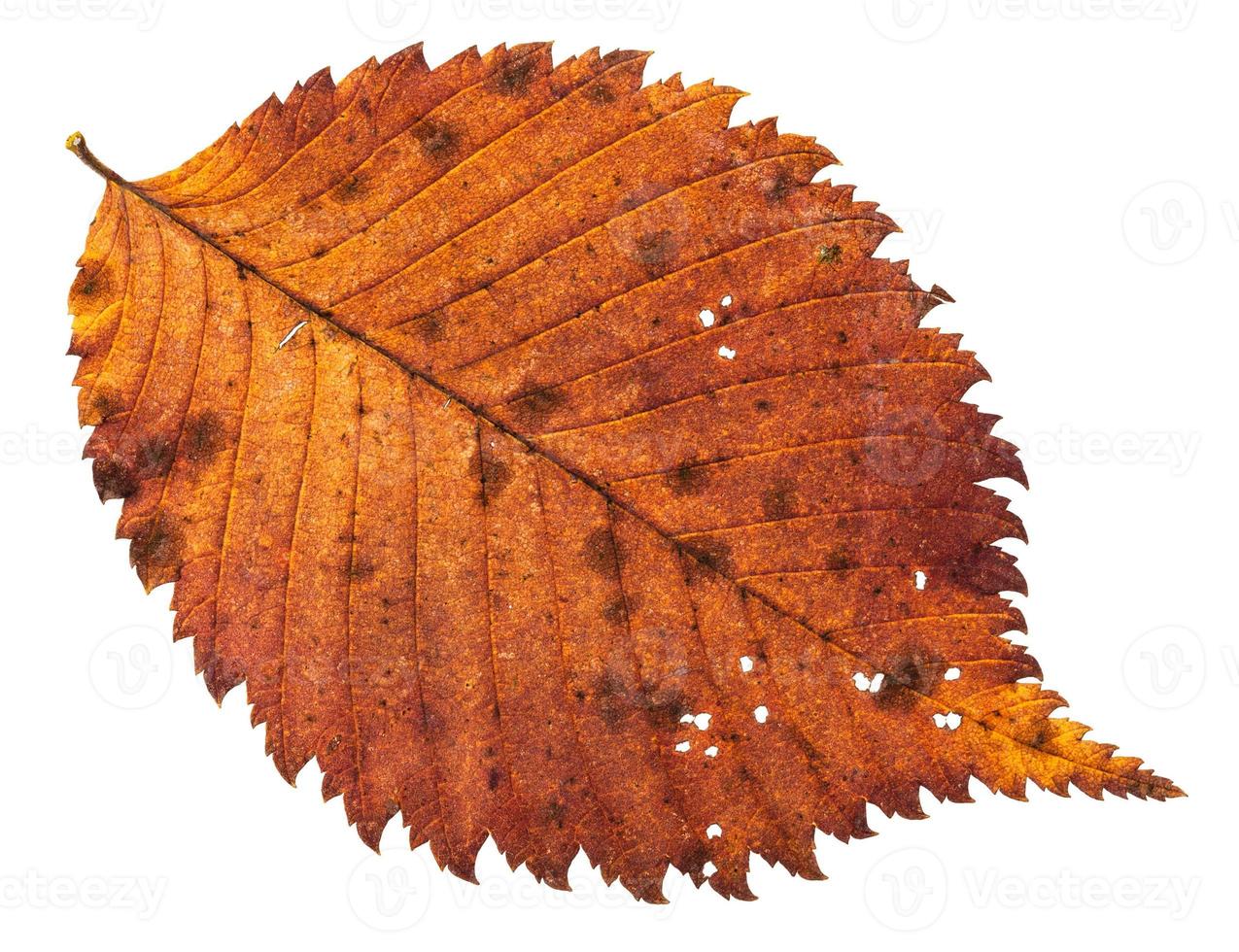 herfst vervallen gaatje blad van iep boom geïsoleerd foto