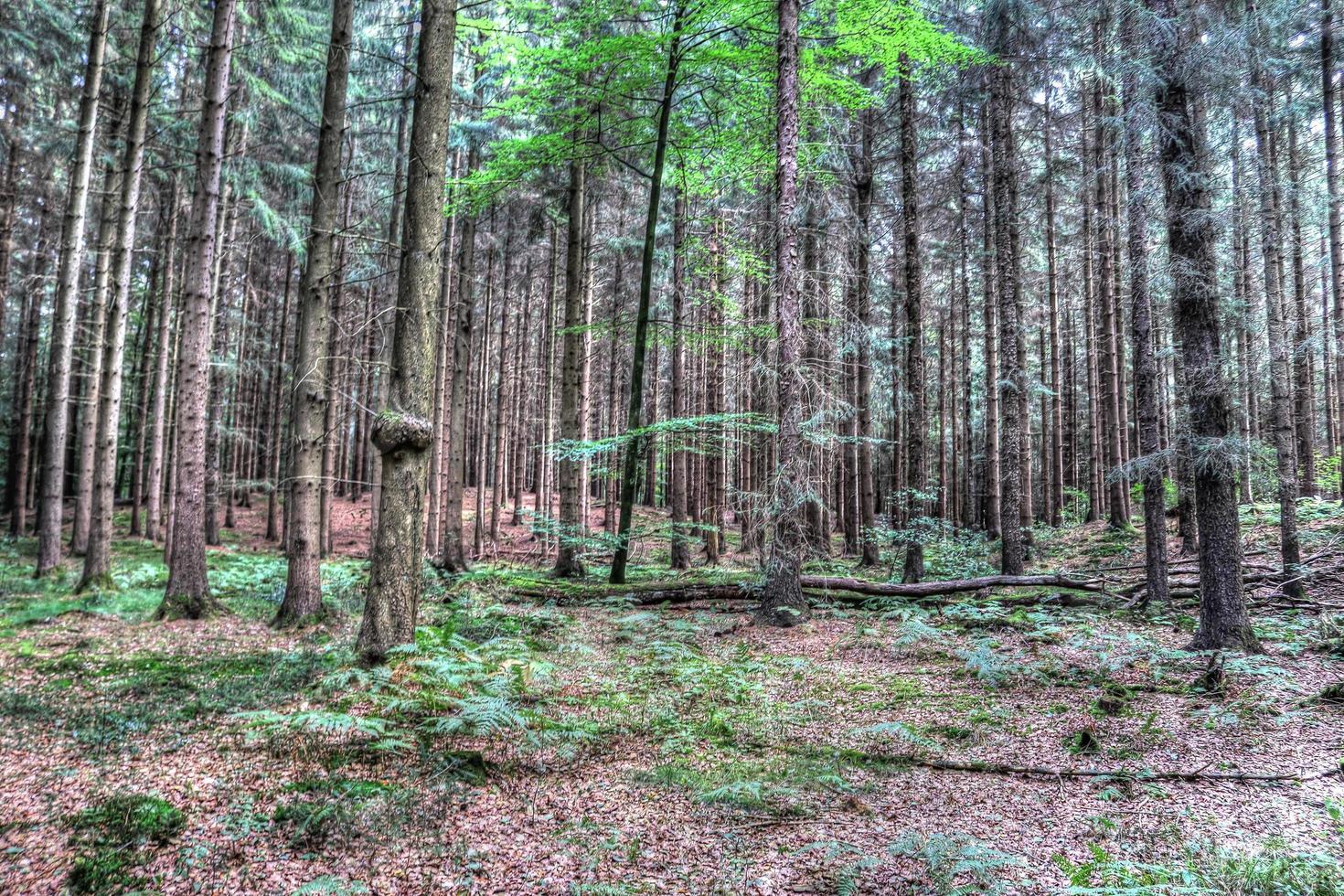 prachtig uitzicht in een dicht groen bos met fel zonlicht dat diepe schaduw werpt foto