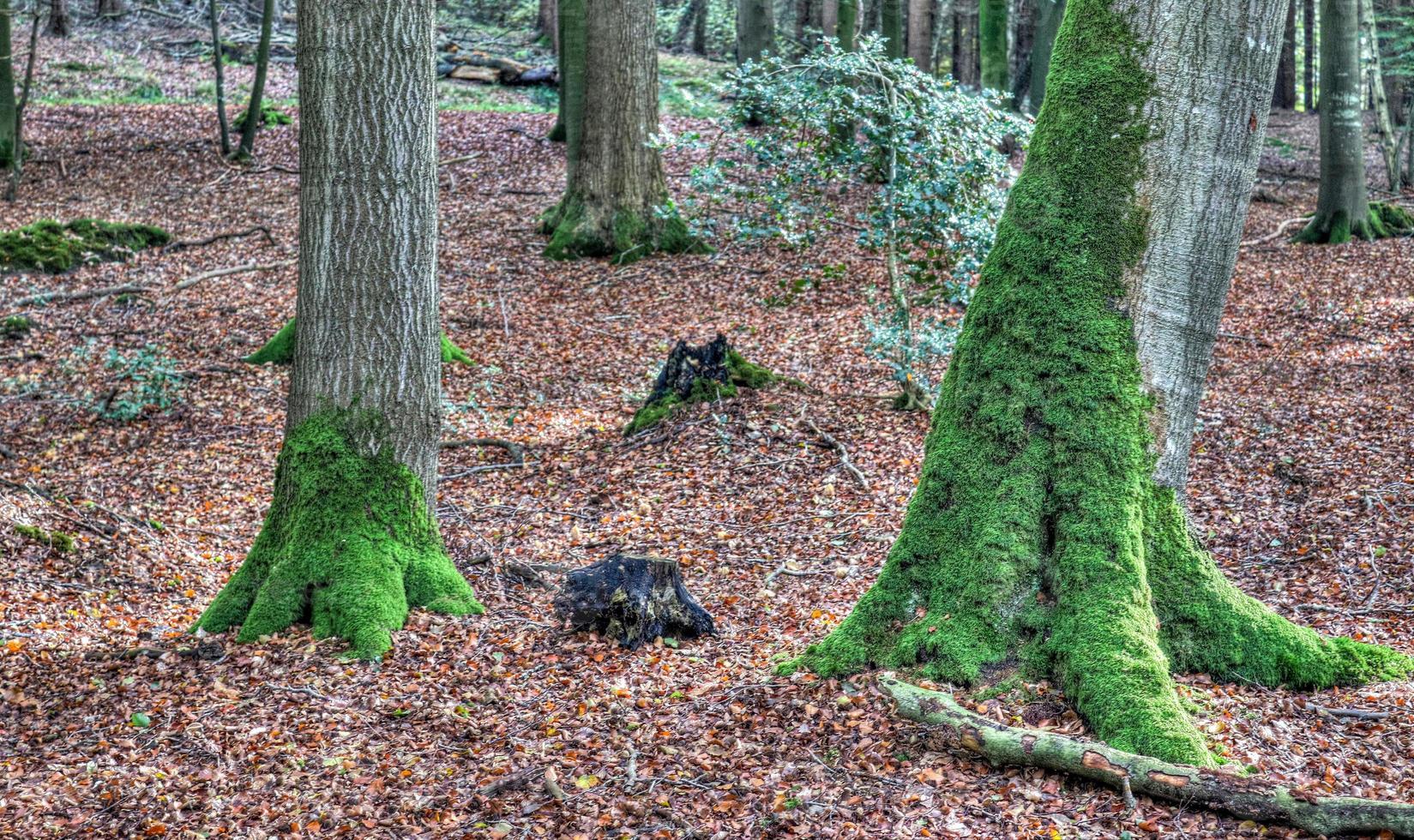 prachtig uitzicht in een dicht groen bos met fel zonlicht dat diepe schaduw werpt foto