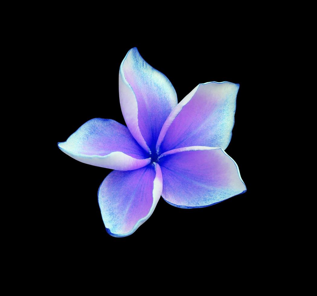 plumeria of frangipani bloem. dichtbij omhoog blauw paars single plumeria bloem geïsoleerd Aan zwart achtergrond. foto
