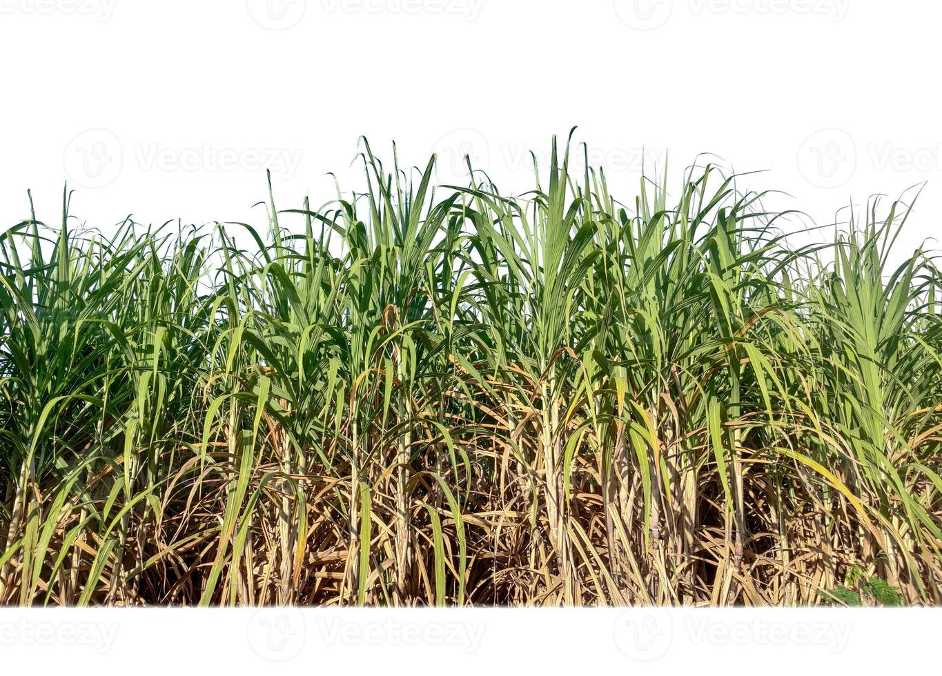 suiker riet geïsoleerd Aan wit achtergrond en knippen pad foto