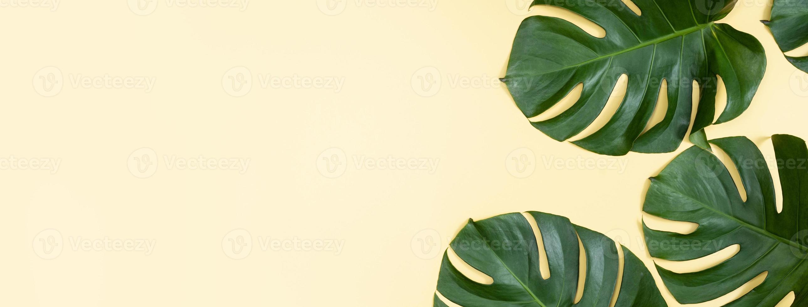 mooie tropische palm monstera bladeren tak geïsoleerd op pastel gele achtergrond, bovenaanzicht, plat lag, overhead boven zomer schoonheid leeg ontwerpconcept. foto