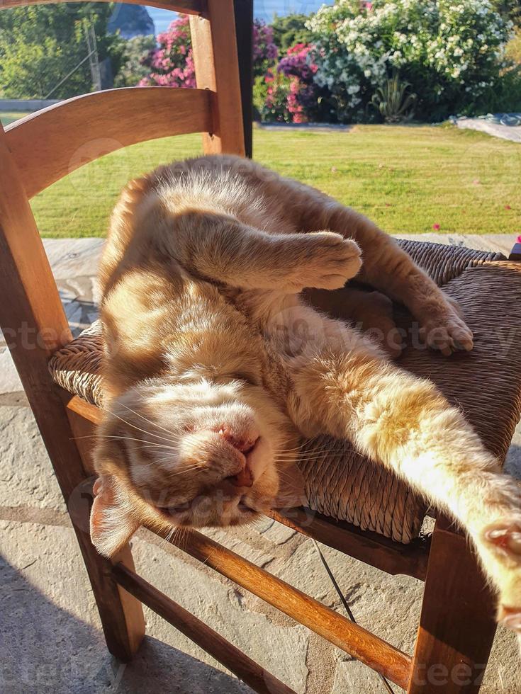 mooie elegante gember kat slaapt op een houten op een zonnige ochtend. foto