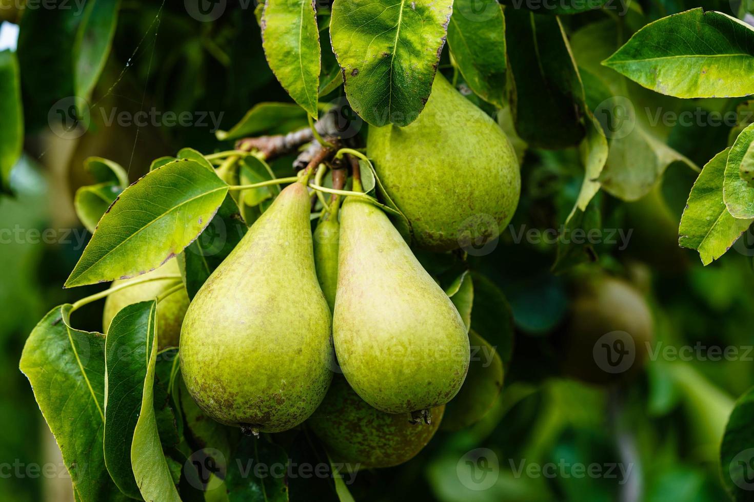 peren plantage in de oud land- De volgende naar Hamburg foto