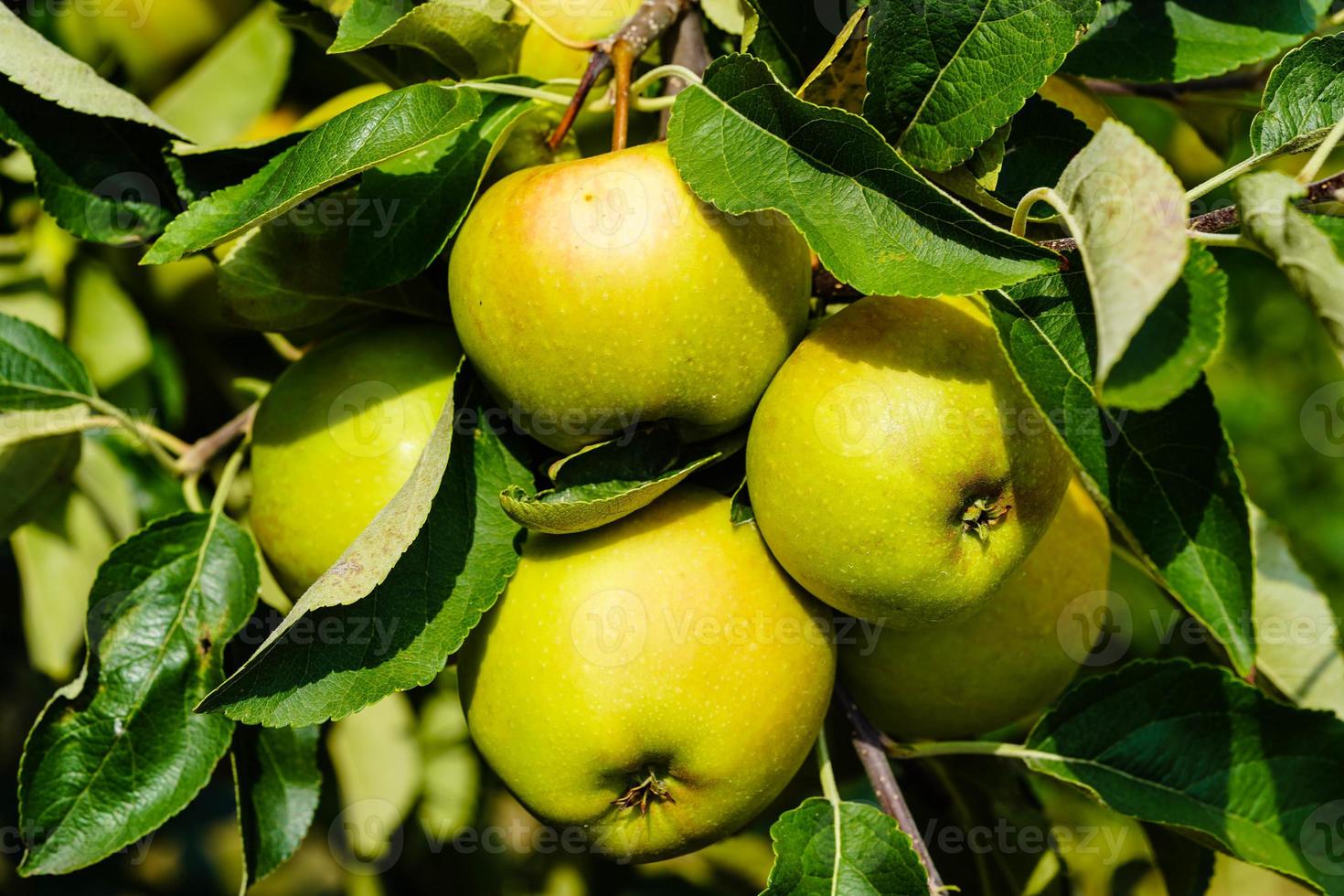 appel boom in de oud land De volgende naar Hamburg foto