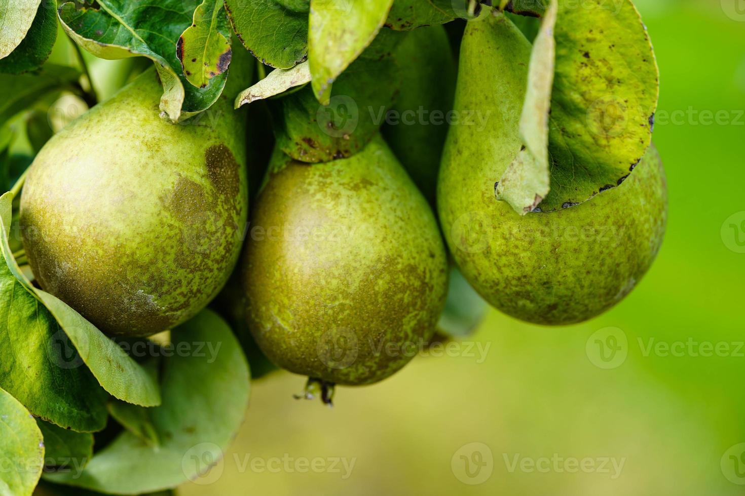 peren plantage in de oud land- De volgende naar Hamburg foto