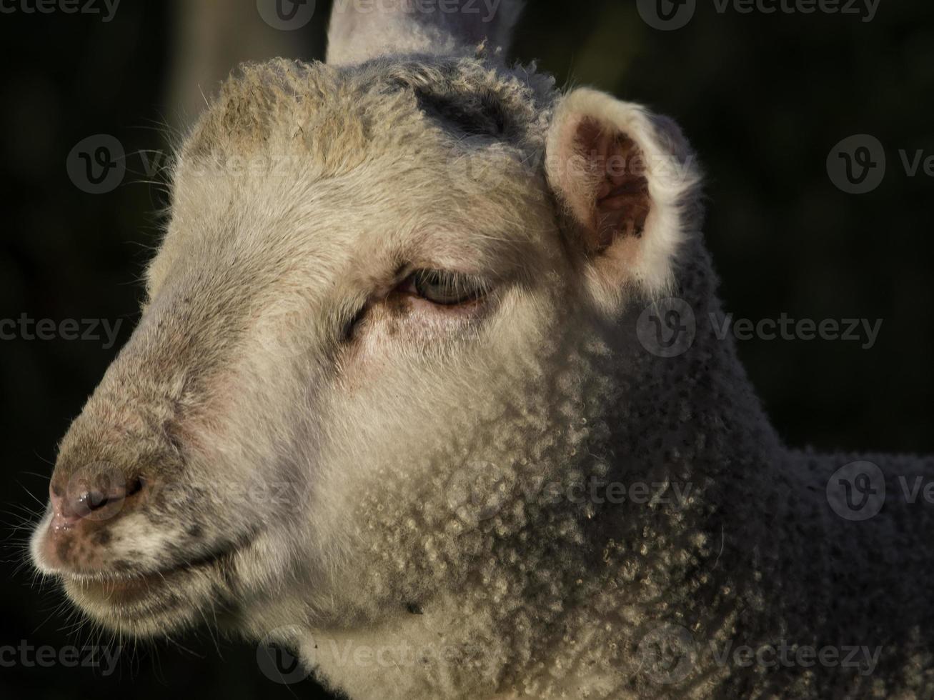 schapen op een weide in duitsland foto