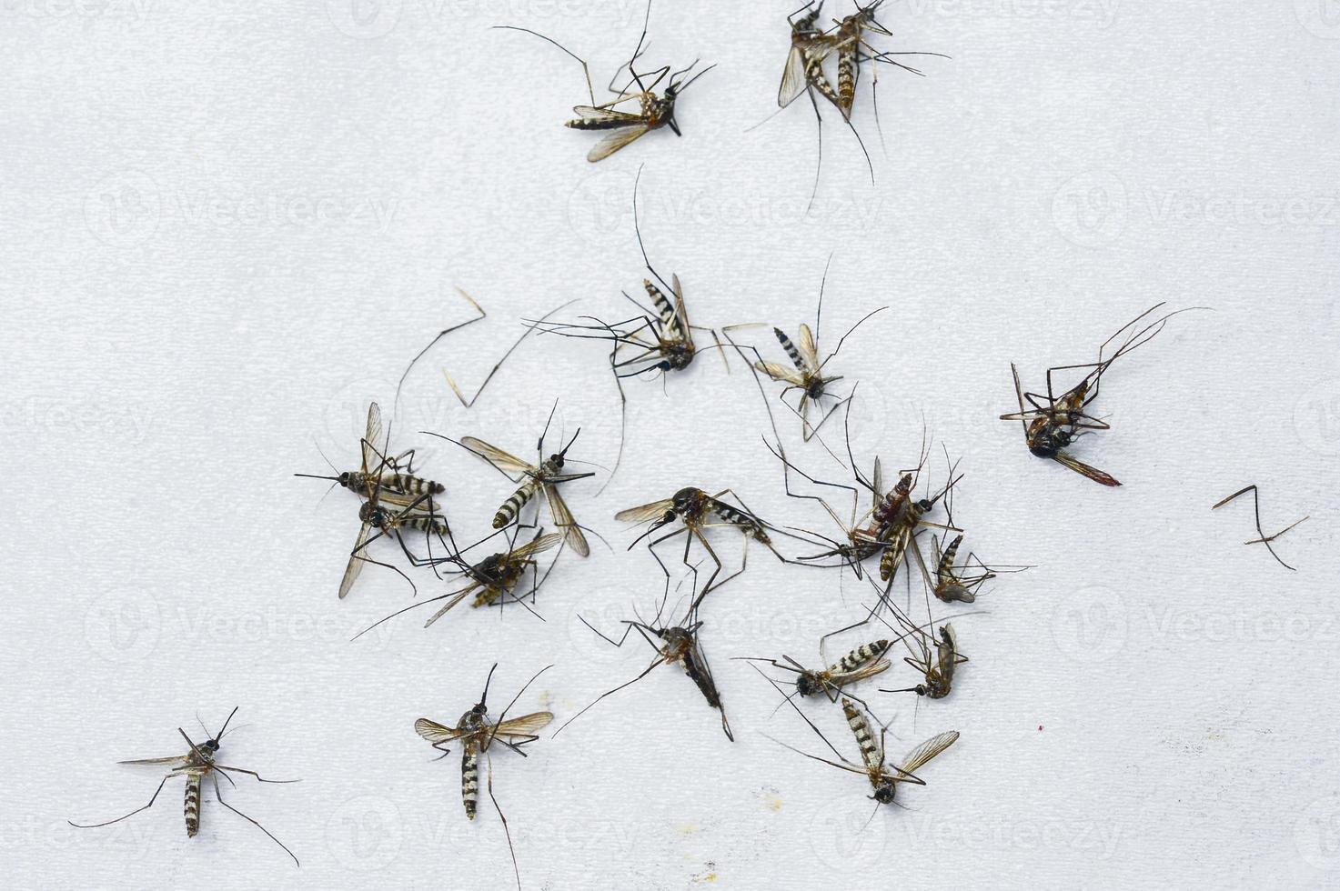 een groot aantal dode muggen op een witte achtergrond. foto