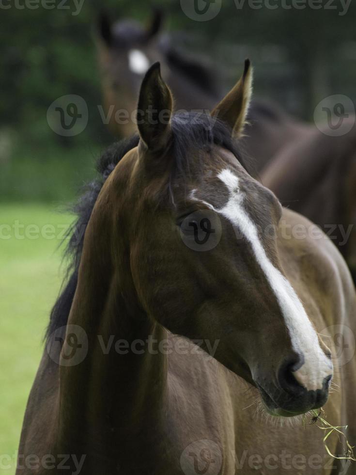 paarden in de Duitse münsterland foto