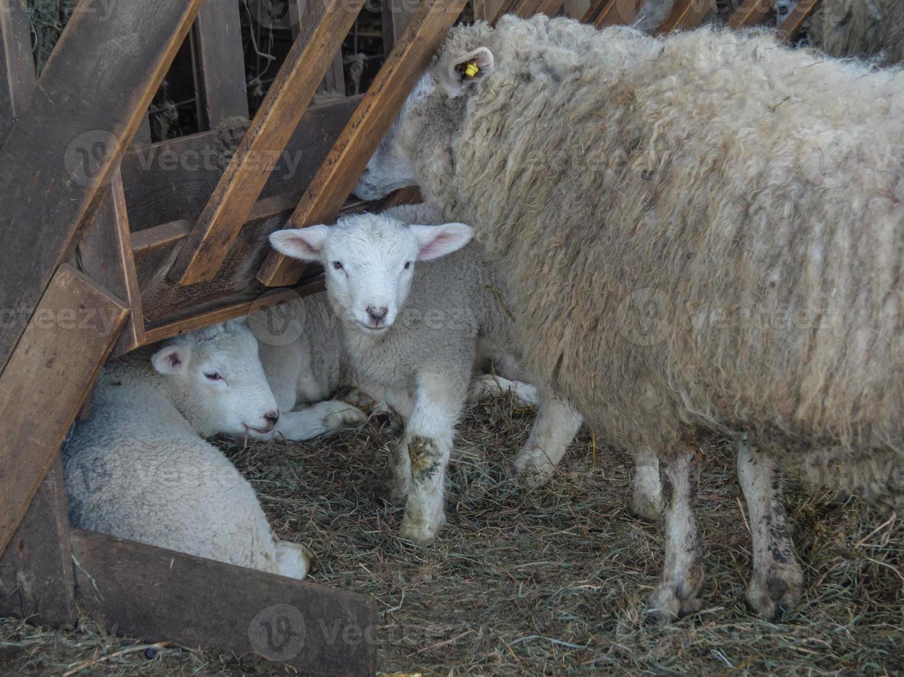 schapen in Westfalen foto