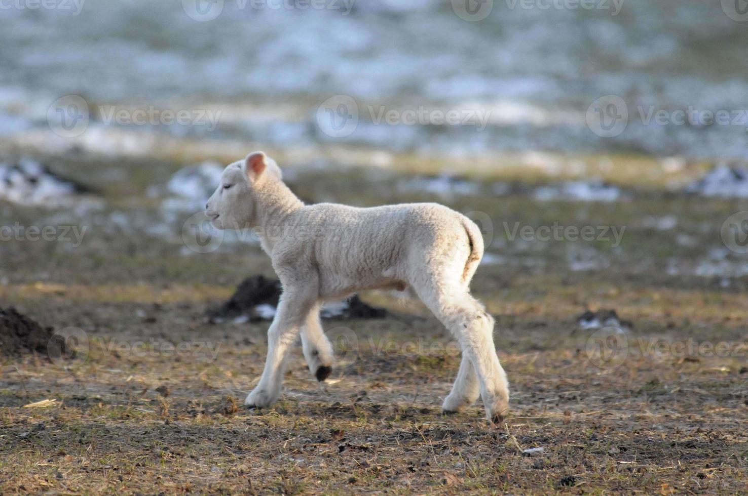 schapen Bij winter tijd foto