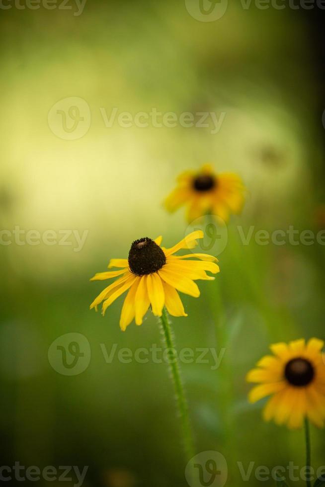 Nebraska wilde bloemen in bloeien foto