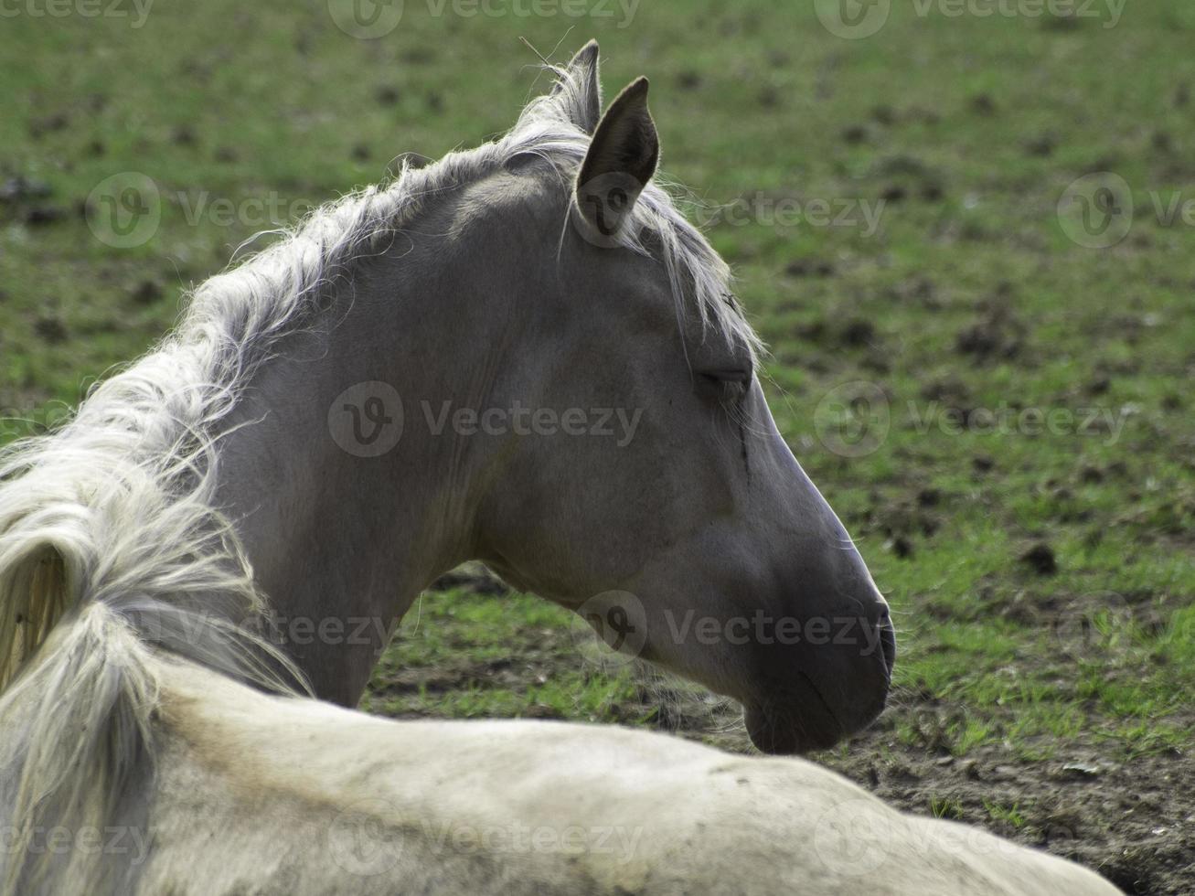 prachtig paarden in Duitsland foto