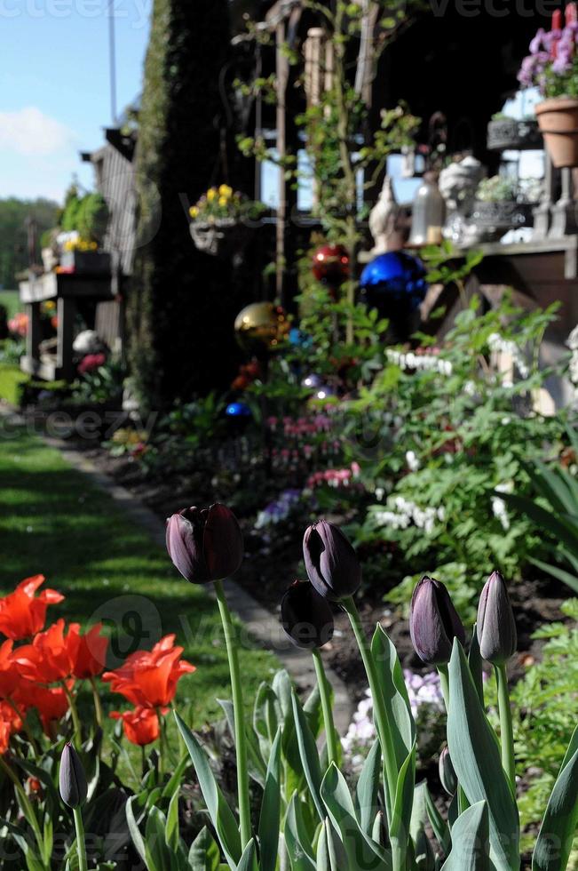 zomerbloemen in de tuin foto