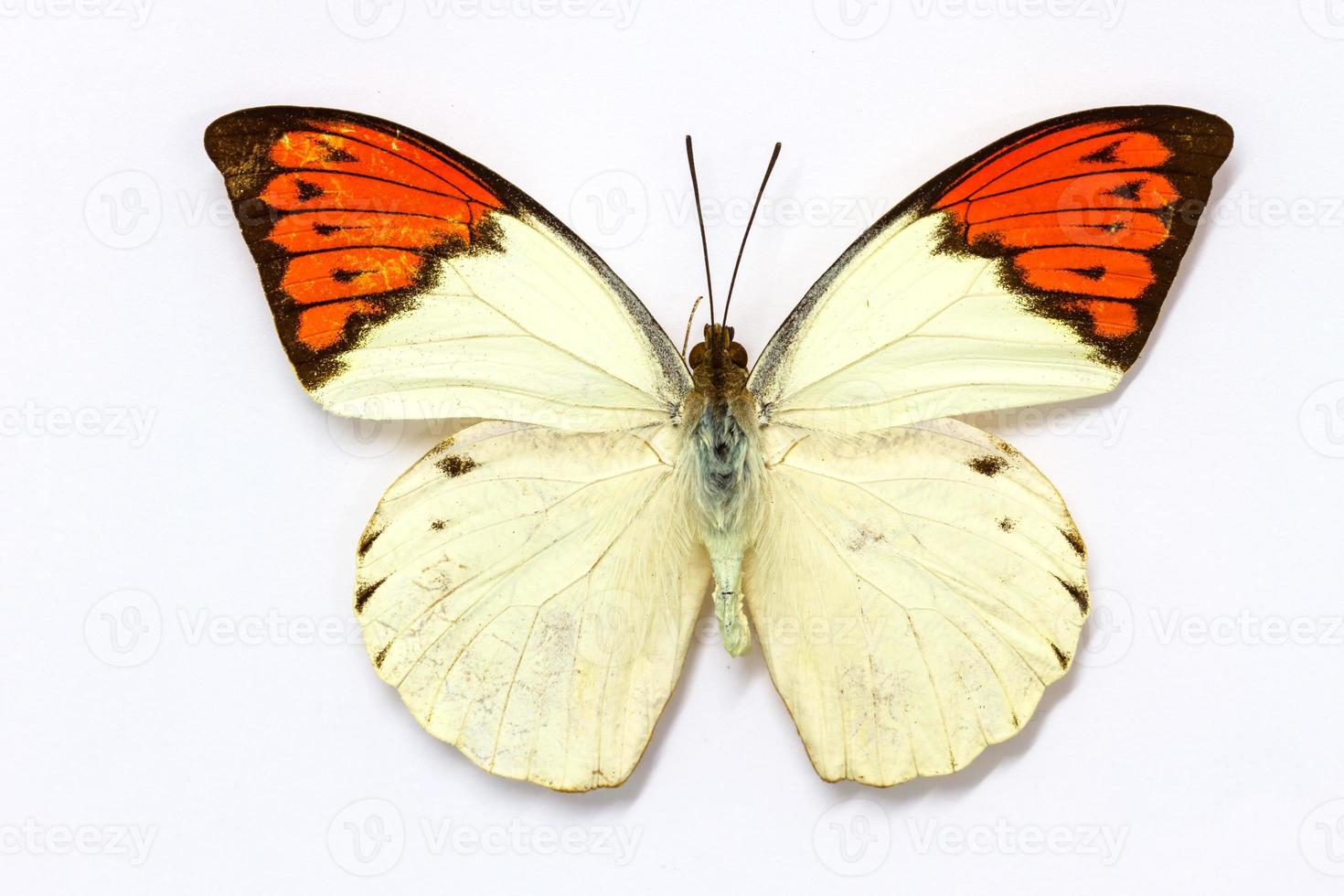 vlinder collectie foto
