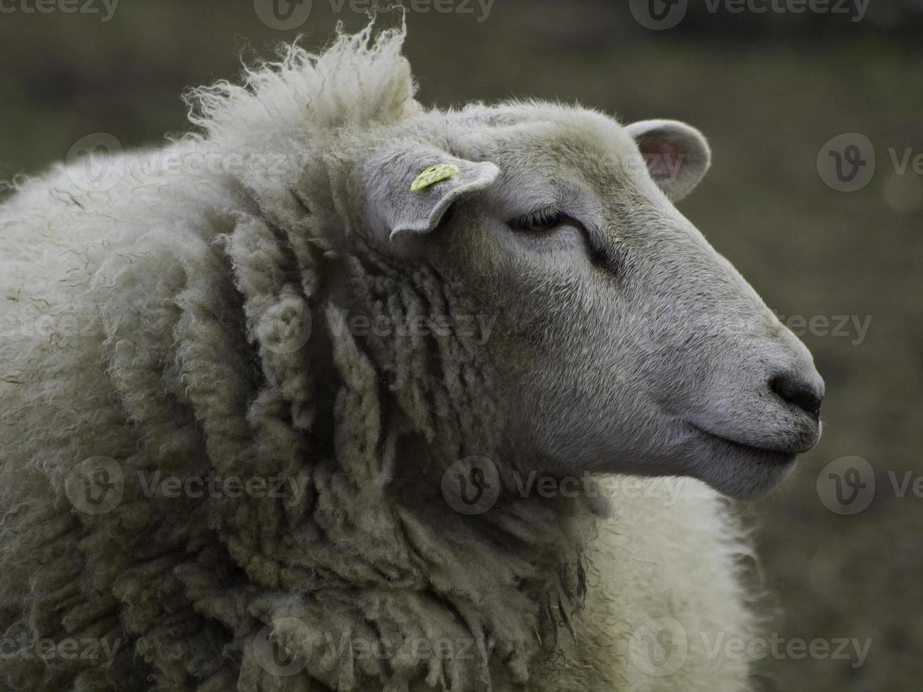 lammeren en schapen in Westfalen foto