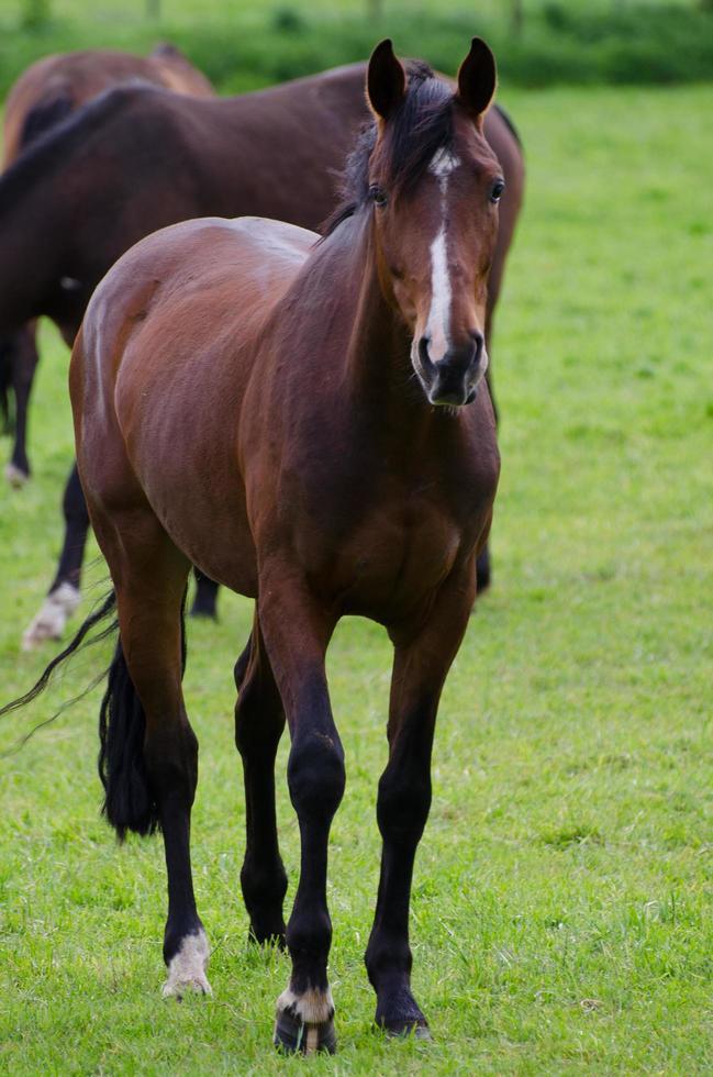 paarden en veulens in Duitsland foto