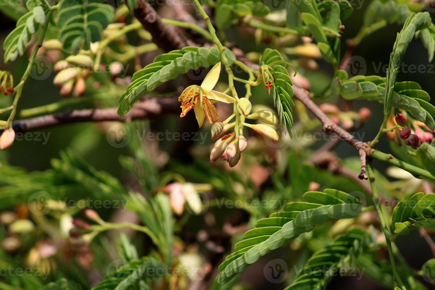 de tamarinde bloemen foto