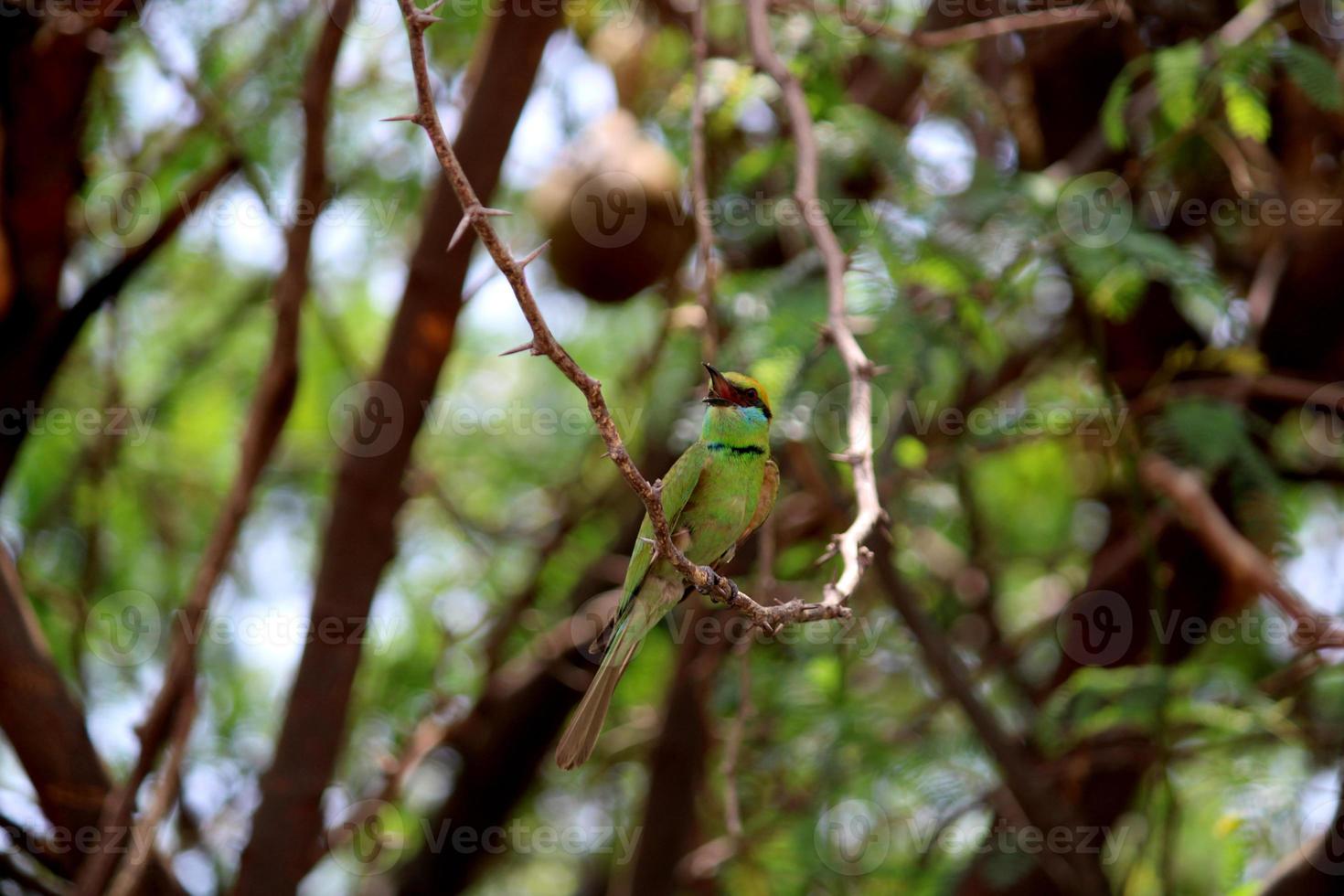 Aziatisch groen bij eter vogel foto