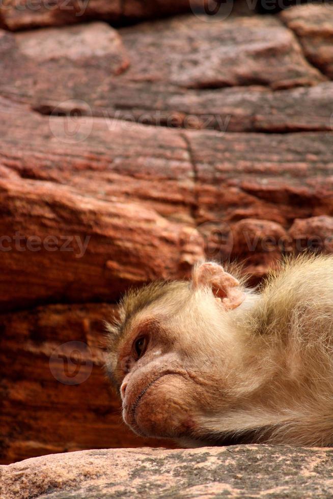 kap makaak aap slapen Aan de rots in badami fort. foto