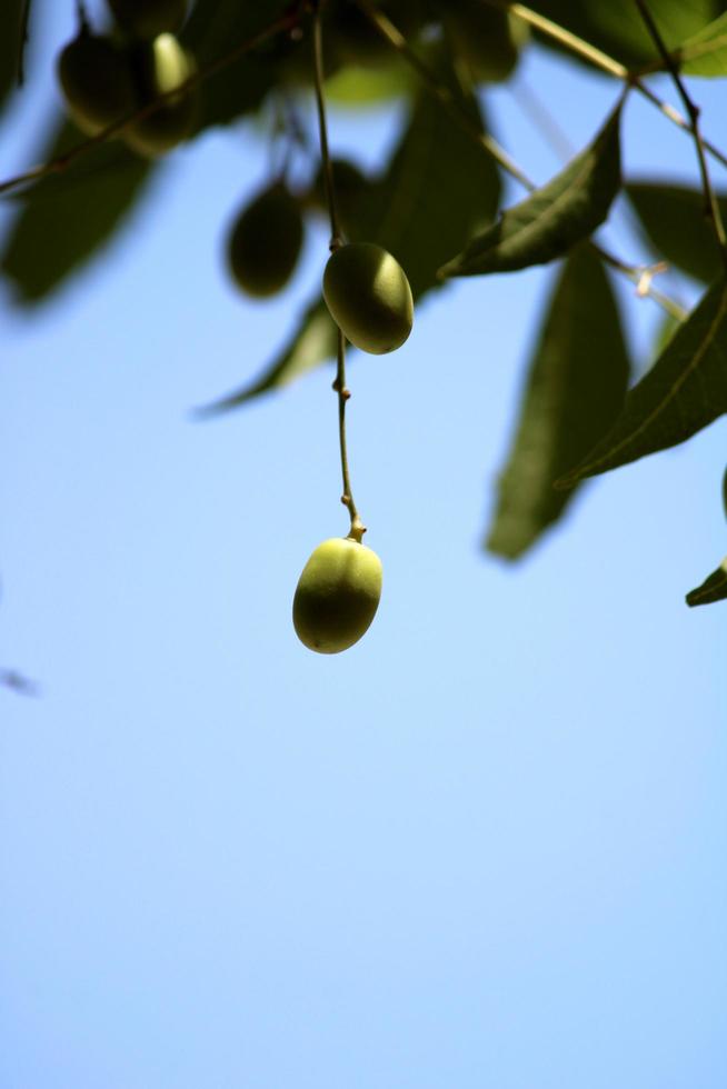 neem fruit hangende Aan de boom. foto