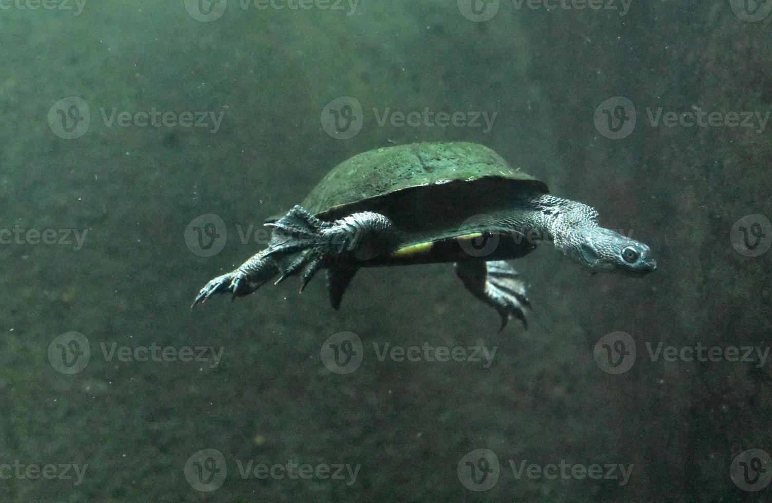 slang nek schildpad zwemmen langs in de water foto