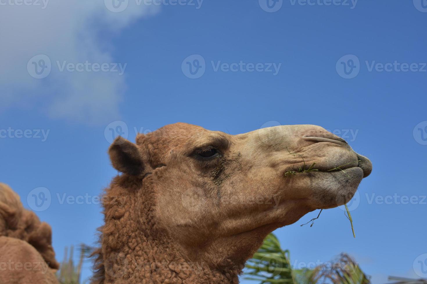 op zoek in de gezicht van een kameel in aruba foto