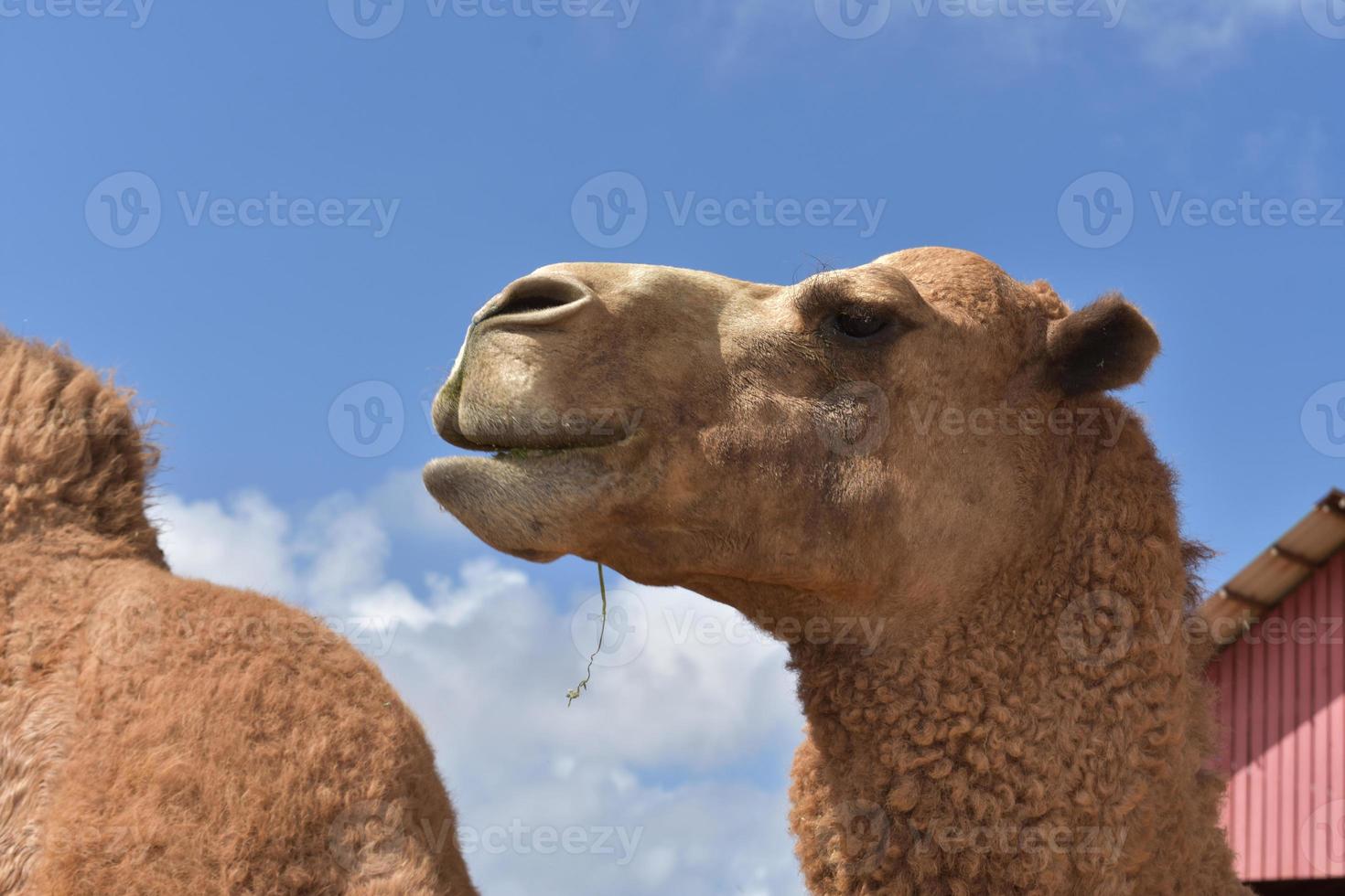 verbijsterend kijken Bij een dromedaris kameel in aruba foto