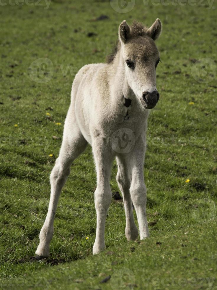 wild veulens in Duitsland foto