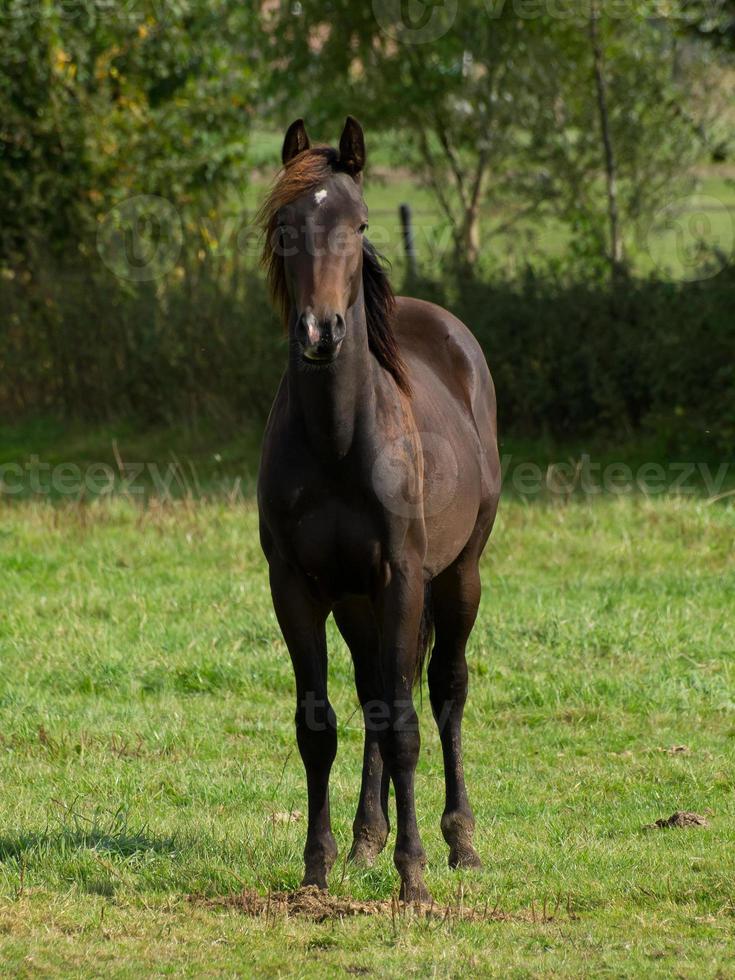 paarden Aan een weide in de Duitse münsterland foto