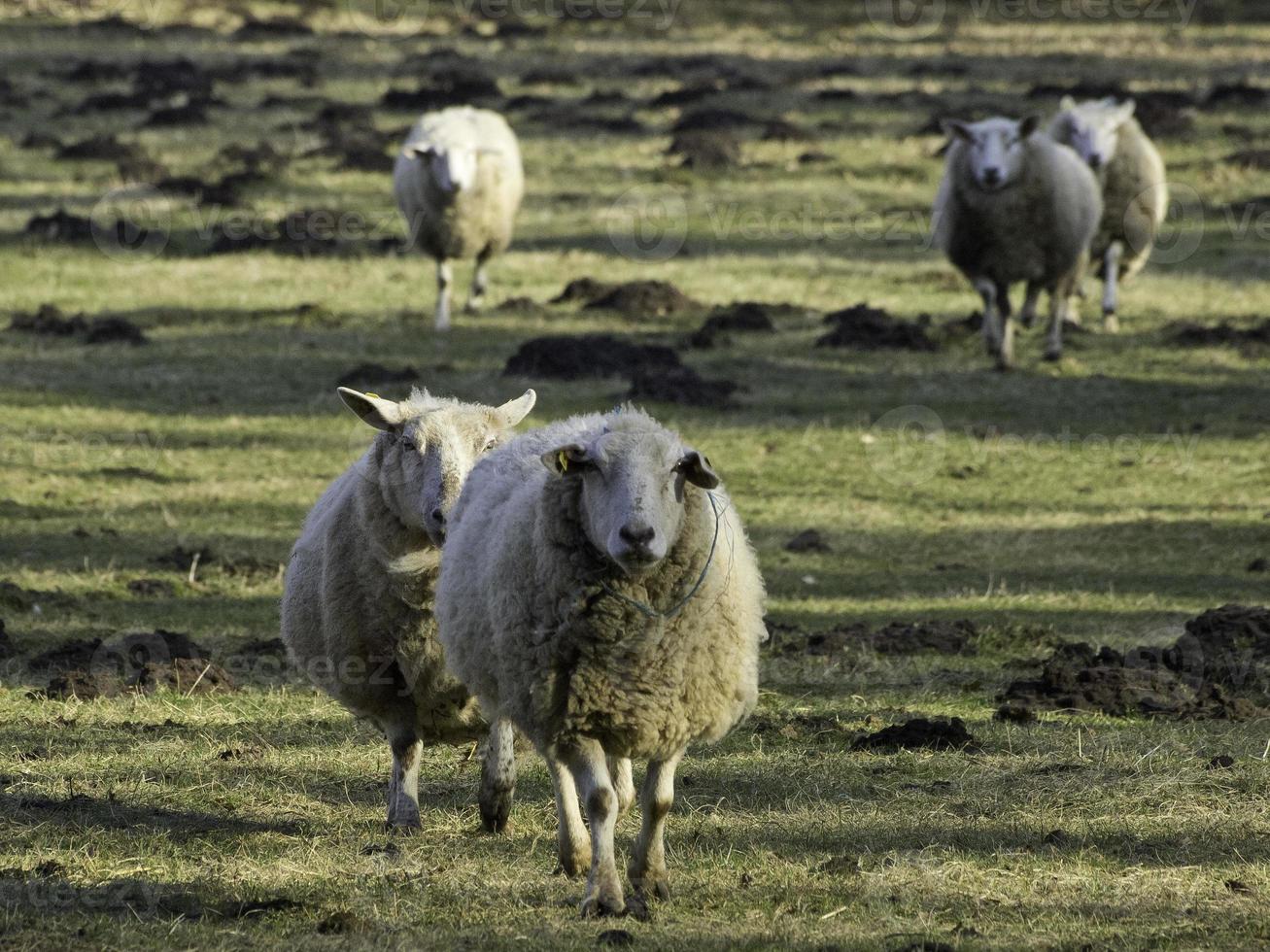 schapen Aan een weide in Westfalen foto