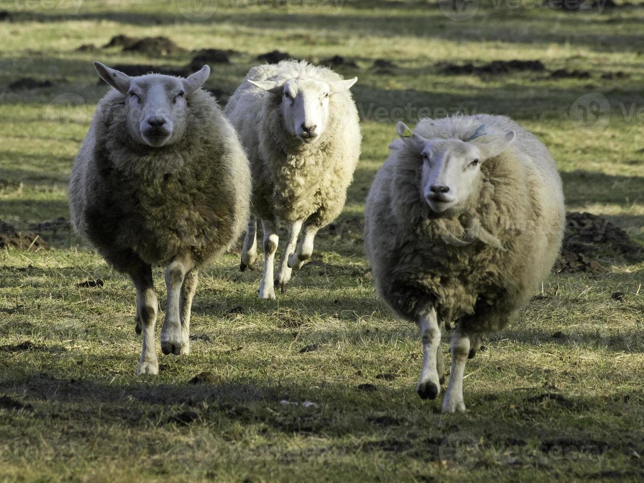 schapen op een weide foto