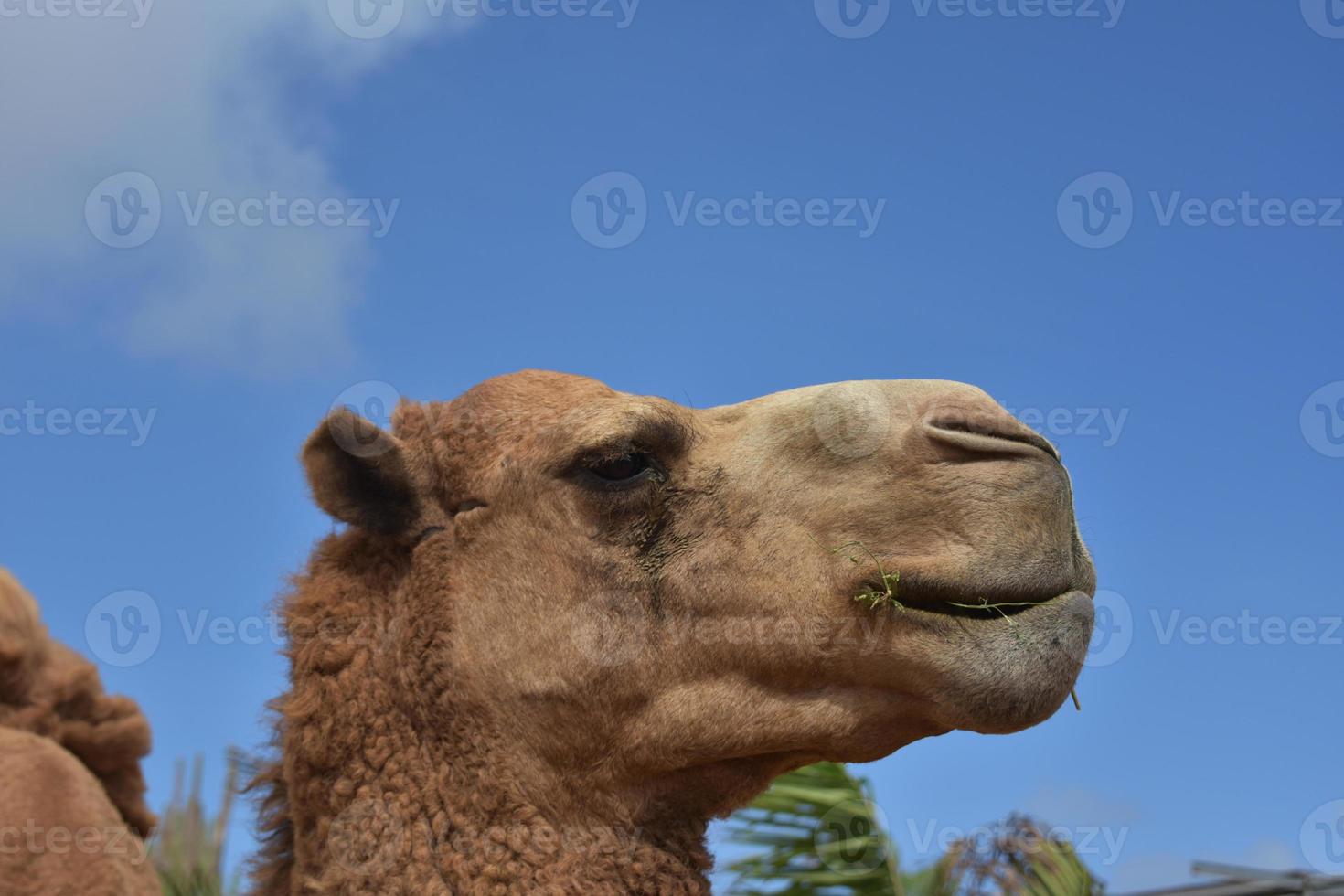 ogen Gesloten Aan een Bactrian kameel Aan een mooi dag foto