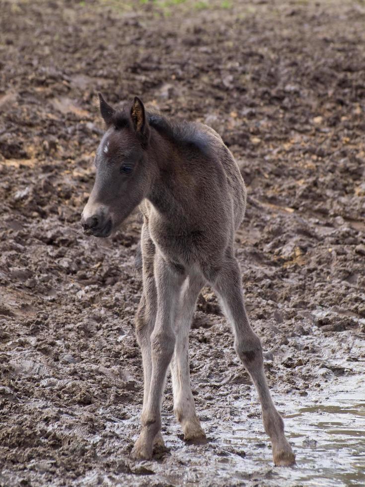 breed paarden kudde in Duitsland foto