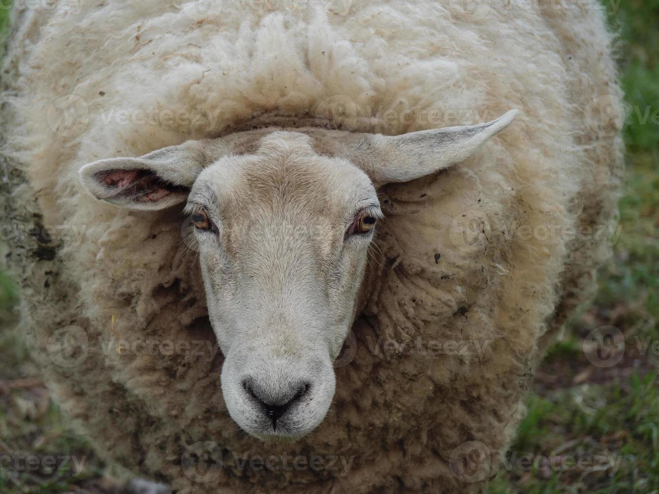 sheeps en lammeren in Duitsland foto