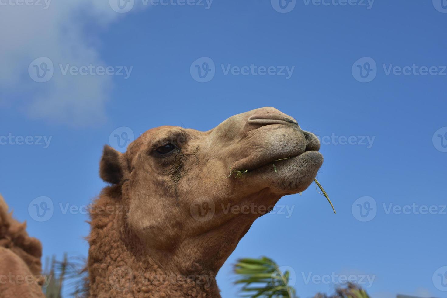 mooi hoofd schot van een ruig kameel foto