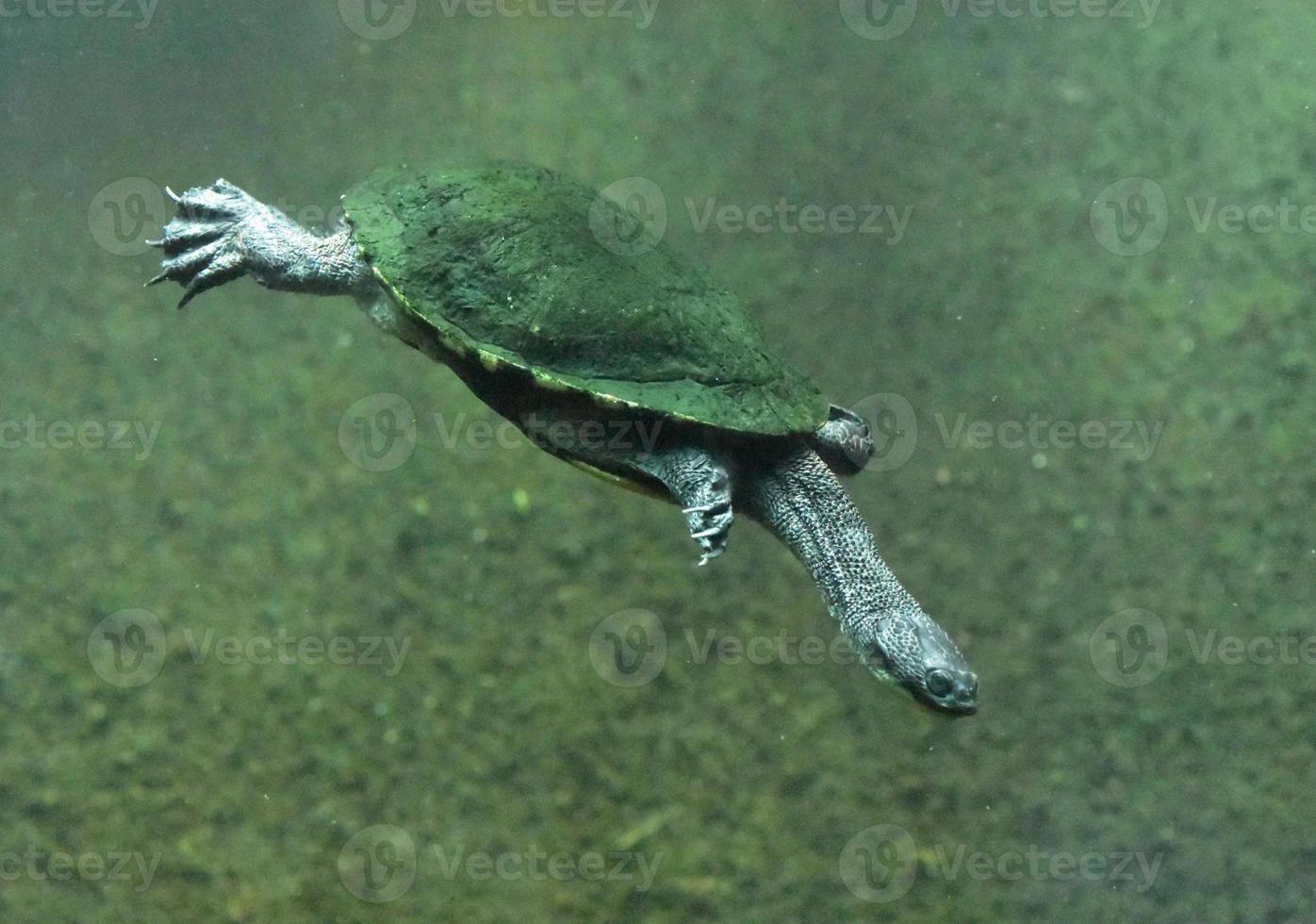 slang nek schildpad duiken diep in water foto