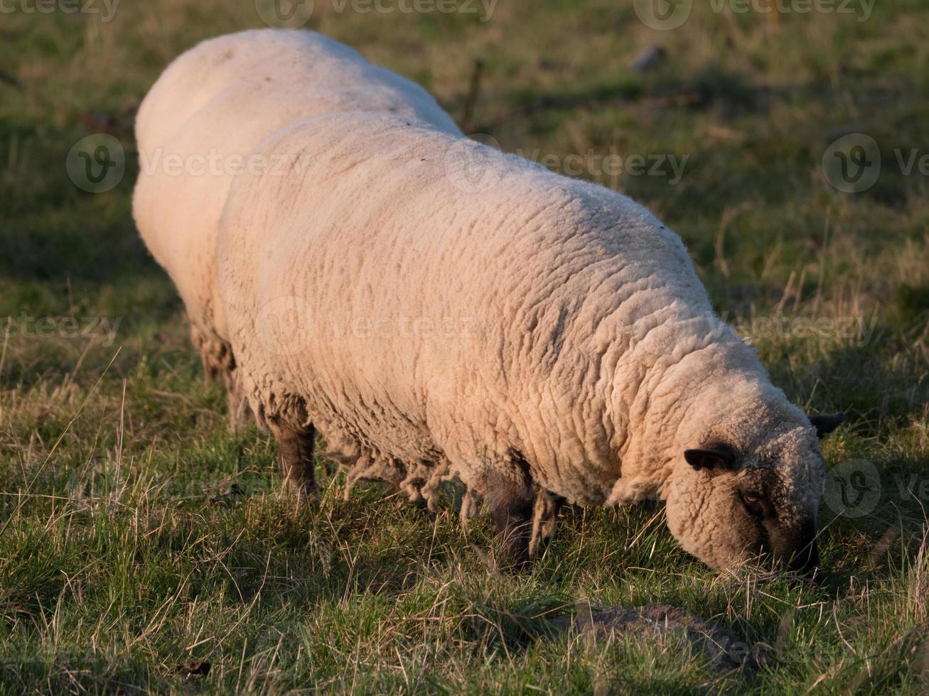 schapen op een weide foto