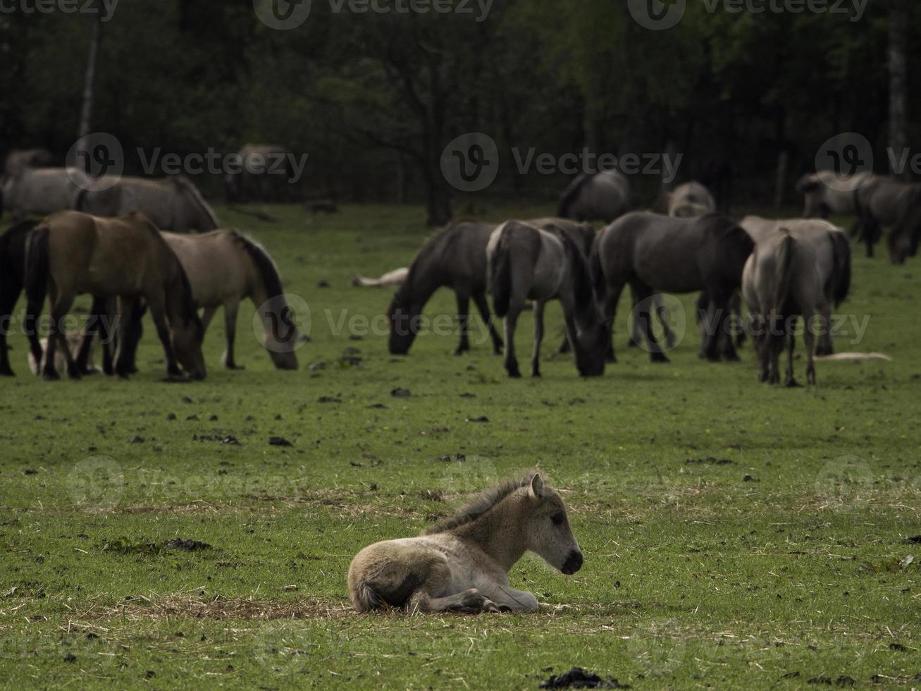 wild veulens in Duitsland foto