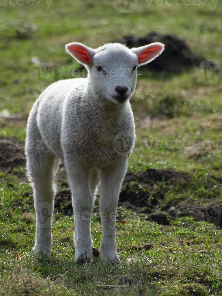 lammeren en schapen in Westfalen foto