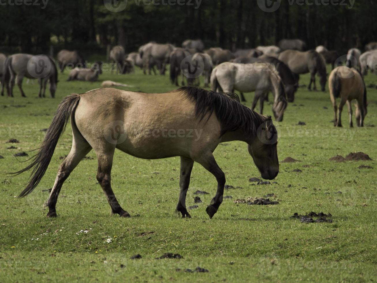 wilde paarden in Westfalen foto