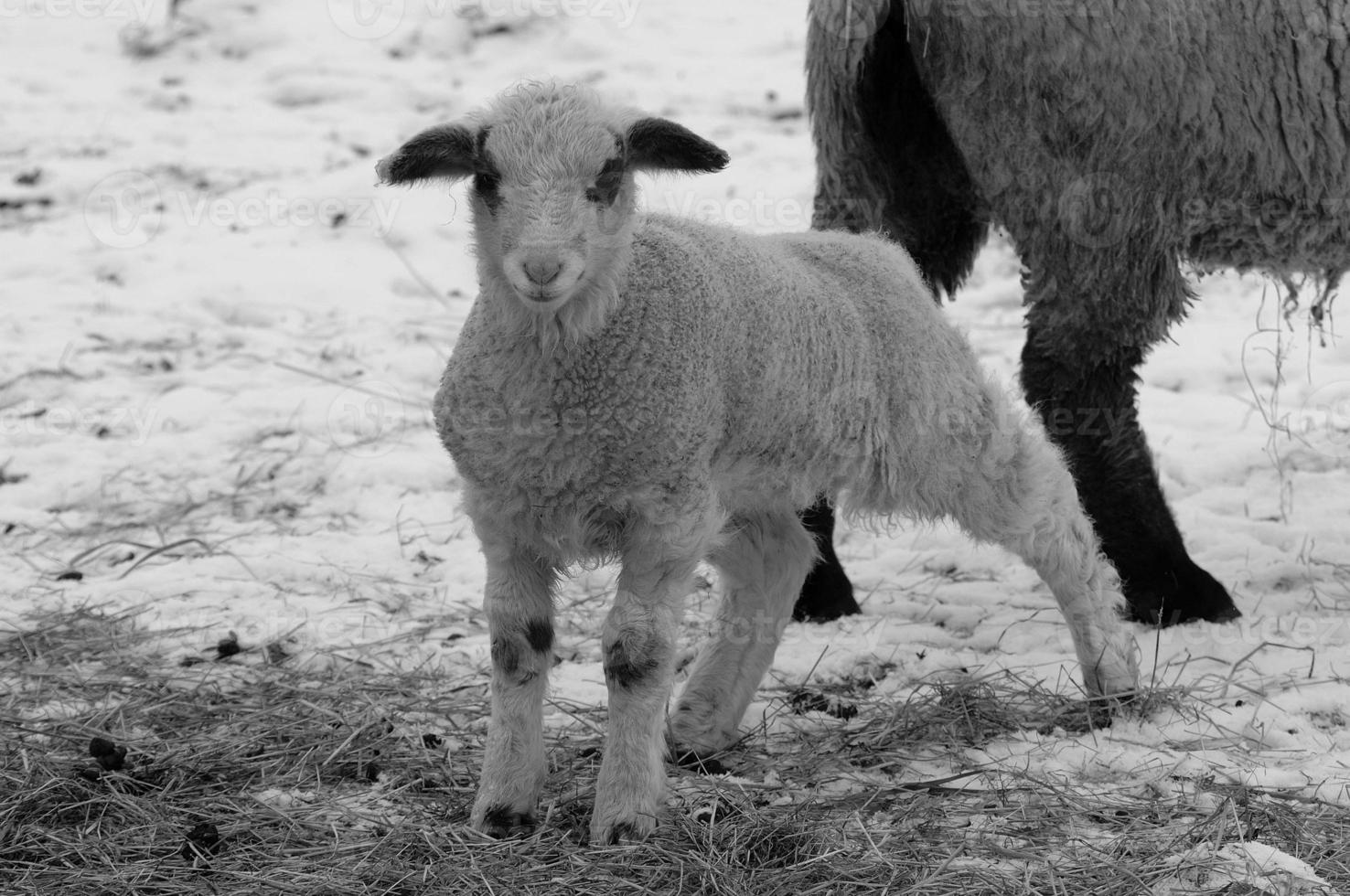 wilde paarden in duitsland foto