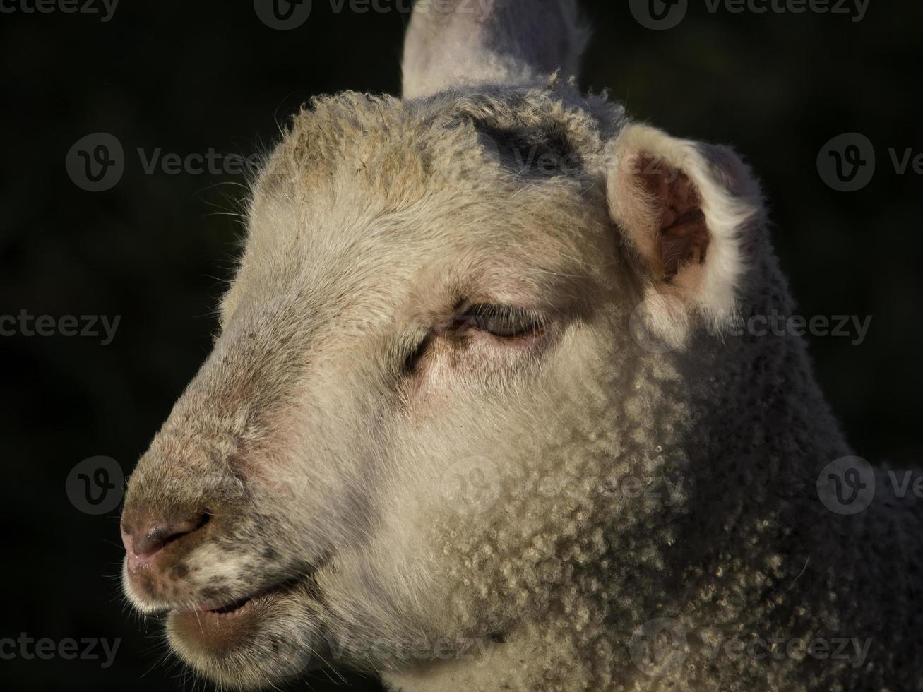 schapen op een weide in duitsland foto