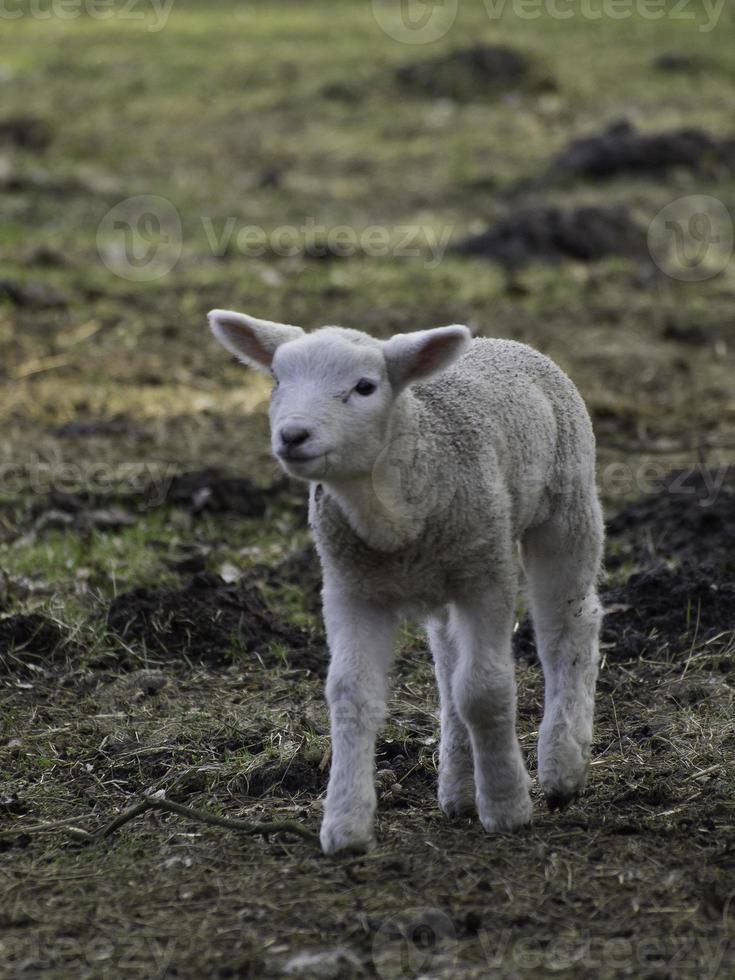 lammeren en schapen in Westfalen foto
